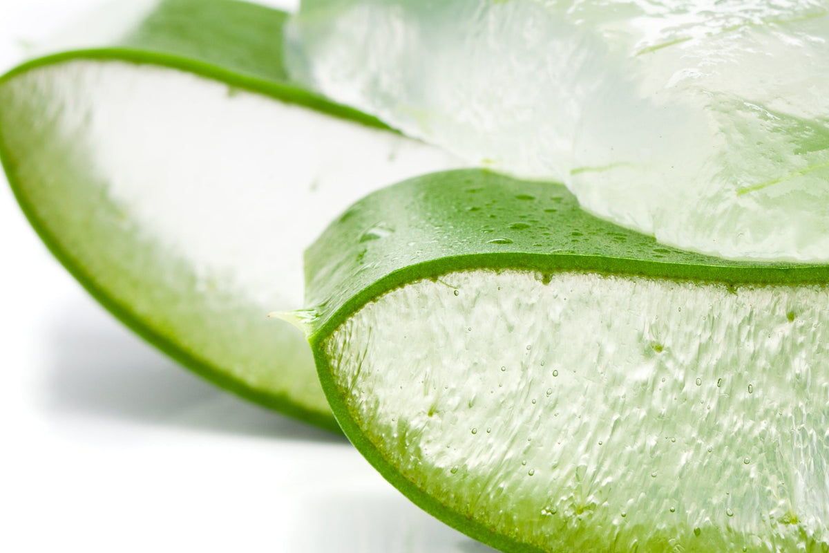 Visuel de tranches d'aloe vera 
