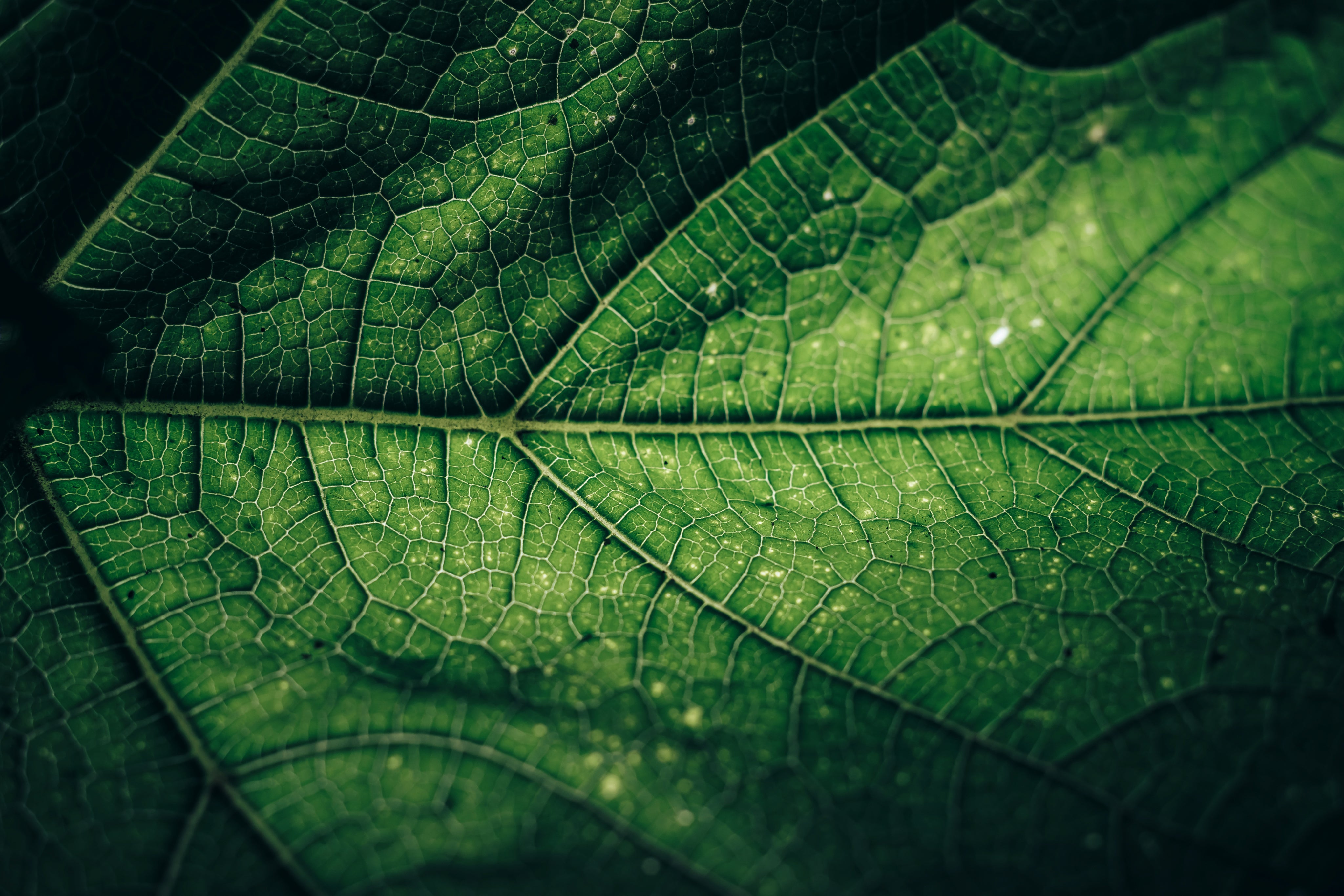 Visuel zoomé d'une feuille pleine de chlorophylle