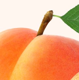 Visuel d'abricot