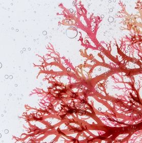 Visuel algues rouges