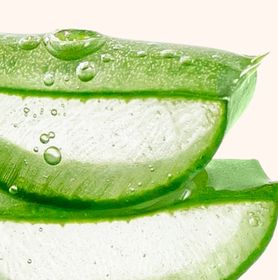 Visuel tranche d'aloe vera