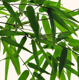 Visuel de bambous