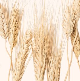 Visuel épis de blé