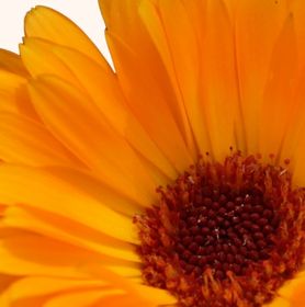 Visuel de fleur de calendula