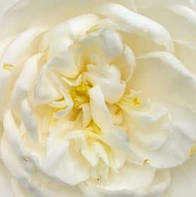 Visuel fleur de camélia