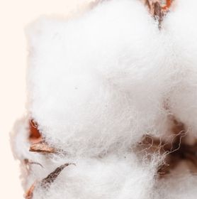 Visuel d'une fleur de coton