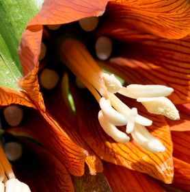 Visuel fleur d'impératoire