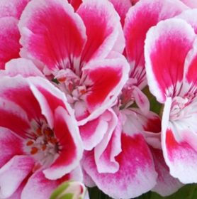 Visuel fleur de géranium