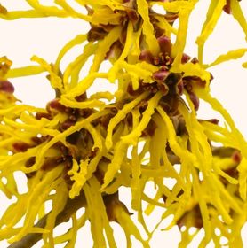 Visuel fleurs d'hamamélis