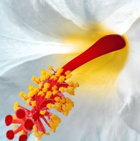 Visuel fleur d'hibiscus