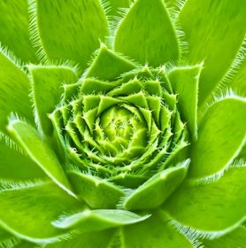 Visuel feuilles de joubarbe