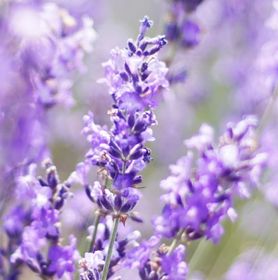 Visuel champs de lavande