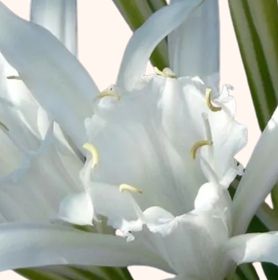 Visuel lis de mer blanc