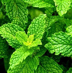 Visuel feuille de menthe