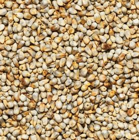 Visuel de grains de millet