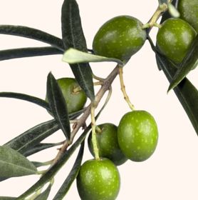 Visuel branche d'olivier