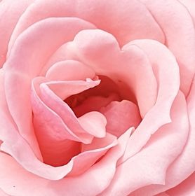 Visuel rose de damas