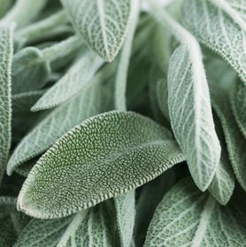 Visuel feuille de sauge 