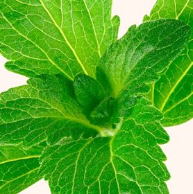Visuel feuilles de stevia