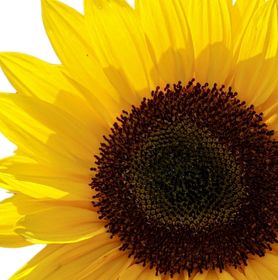 Visuel fleur de tournesol