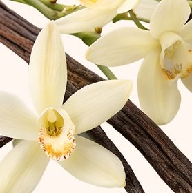 Visuel gousse de vanille