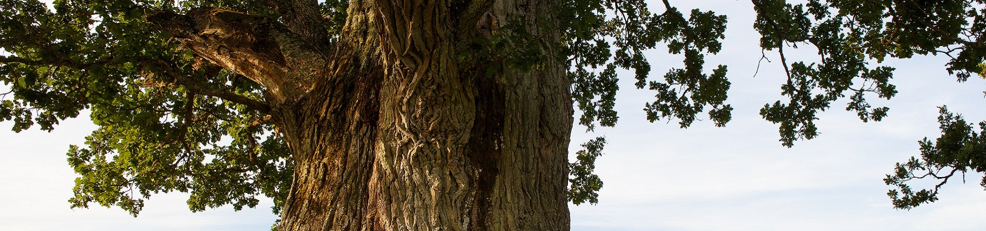 cosmétiques naturels